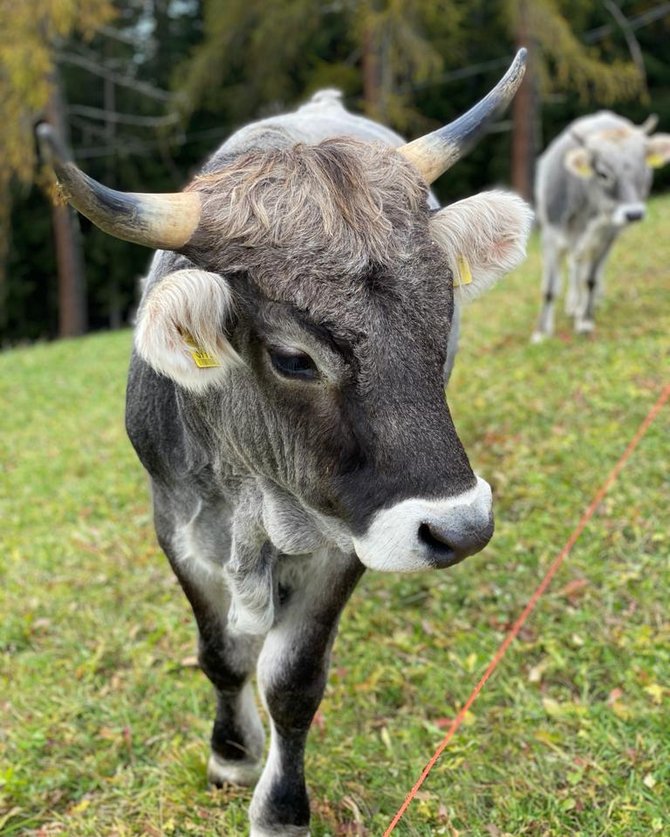 I prodotti naturali del nostro maso I prodotti naturali del nostro maso