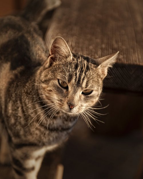 Urlaub mit Hund in Südtirol auf dem Herolerhof Urlaub mit Hund in Südtirol auf dem Herolerhof