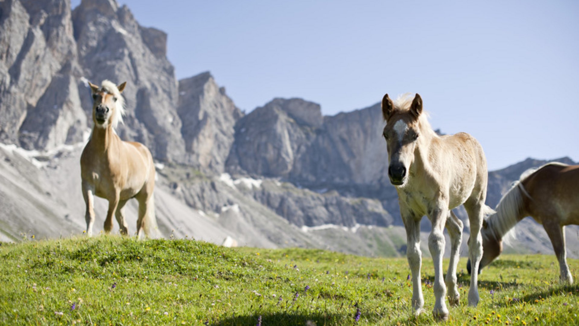 Hike Alpe di Luson/Lüsner Alm: It's summertime! Hike Alpe di Luson/Lüsner Alm: It's summertime!