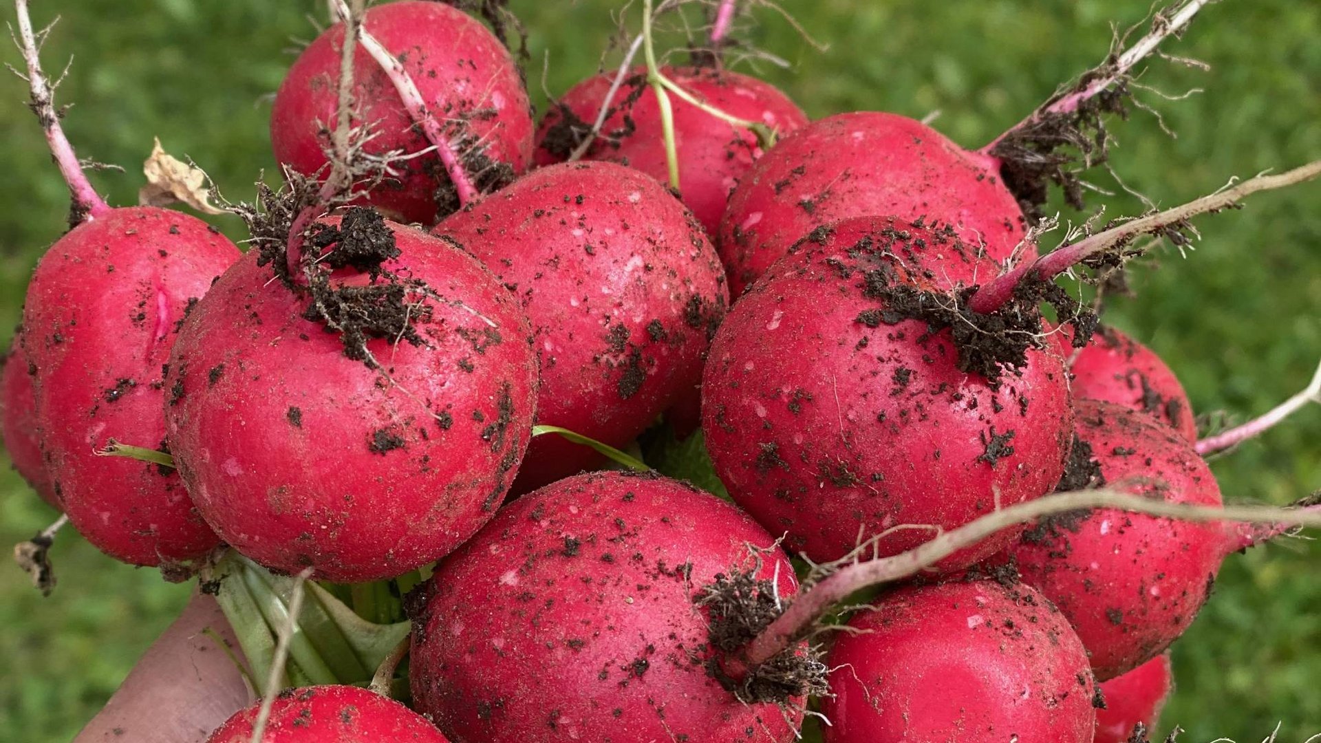 I prodotti naturali del nostro maso I prodotti naturali del nostro maso