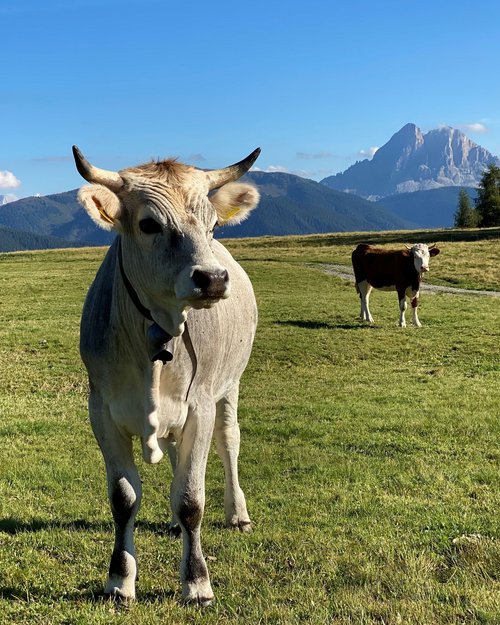 Horse riding in South Tyrol: Freedom on horseback Horse riding in South Tyrol: Freedom on horseback