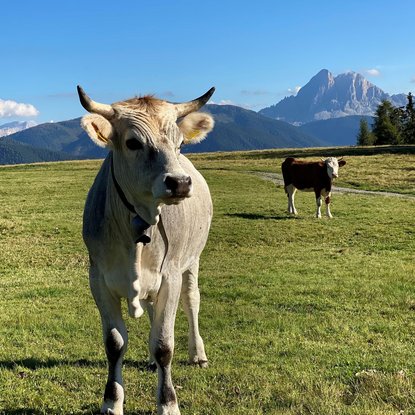Godersi la libertà nel nostro maneggio in Alto Adige Godersi la libertà nel nostro maneggio in Alto Adige