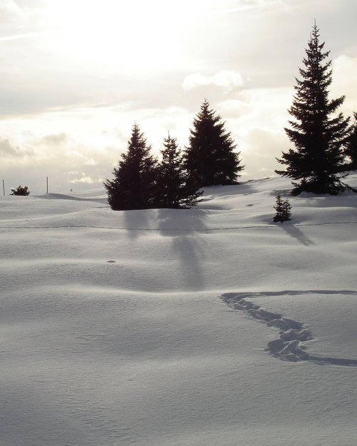 Snowshoe hiking on Alpe di Rodengo and Alpe di Luson Snowshoe hiking on Alpe di Rodengo and Alpe di Luson