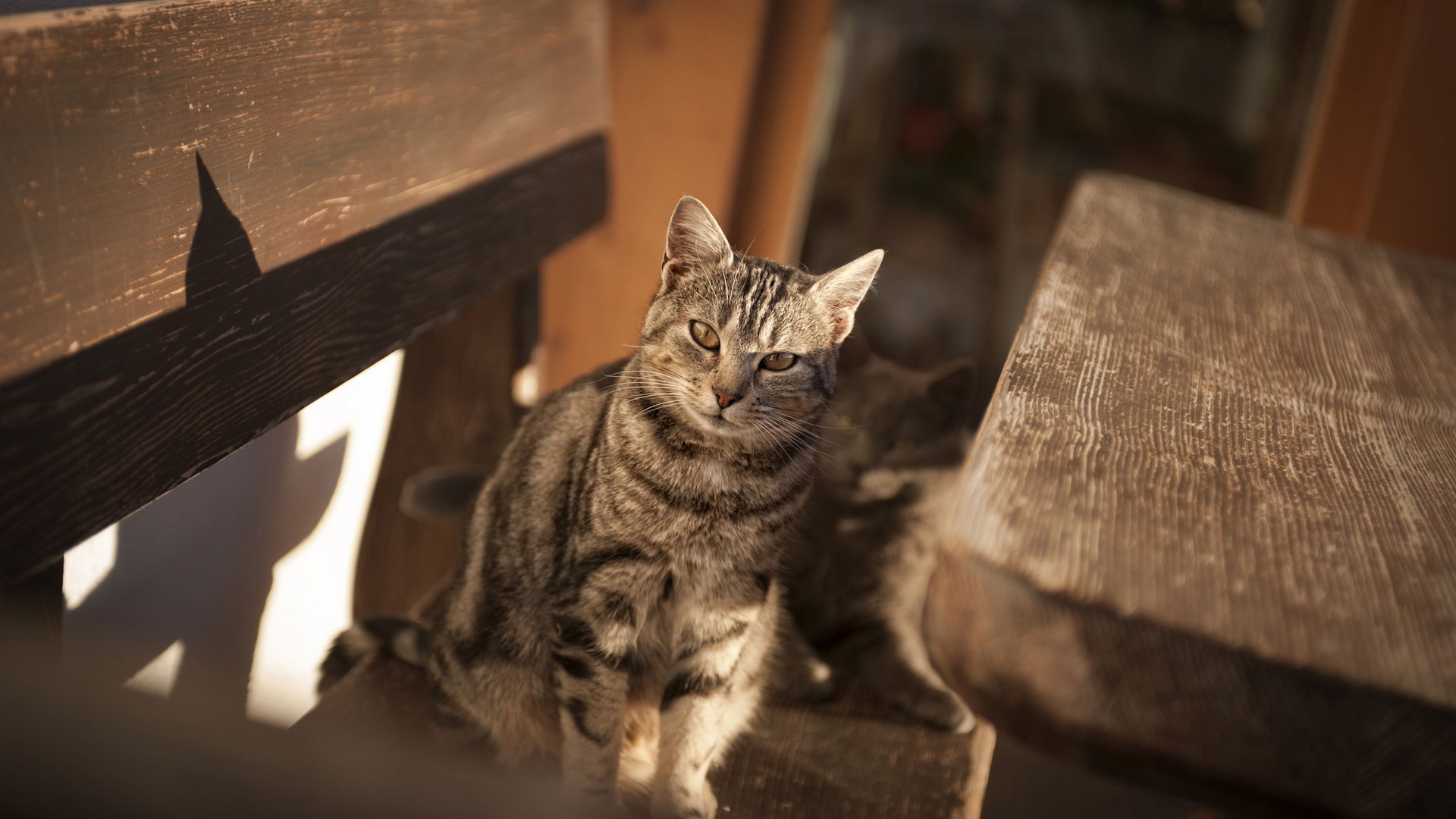 Horse riding in South Tyrol: Freedom on horseback Horse riding in South Tyrol: Freedom on horseback
