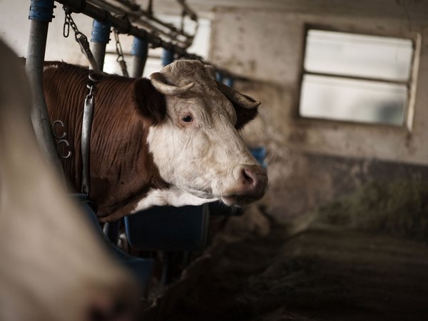 Holiday in nature: South Tyrol and what awaits you here Holiday in nature: South Tyrol and what awaits you here